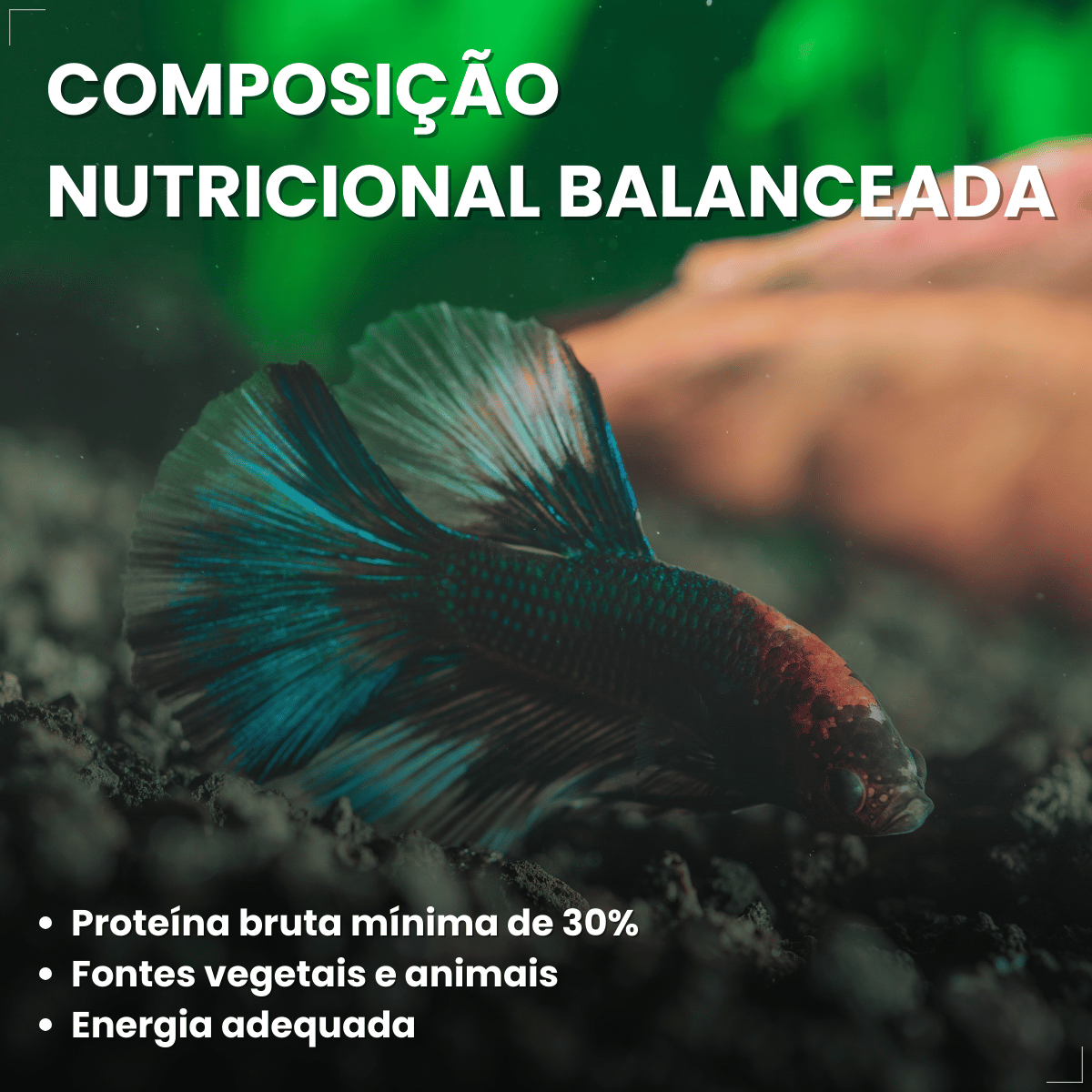 Kit 5 Ração  Alimento Para Peixes Alcon Holiday15 Dias 20g