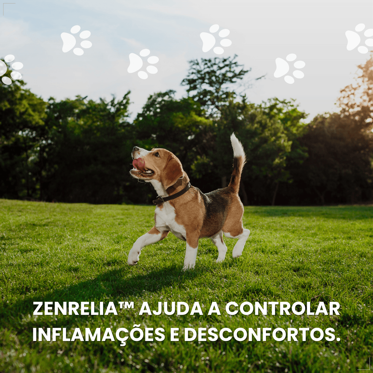 Zenrelia Tratamento Dermatite Alérgica Atópica Coceira 4,8mg