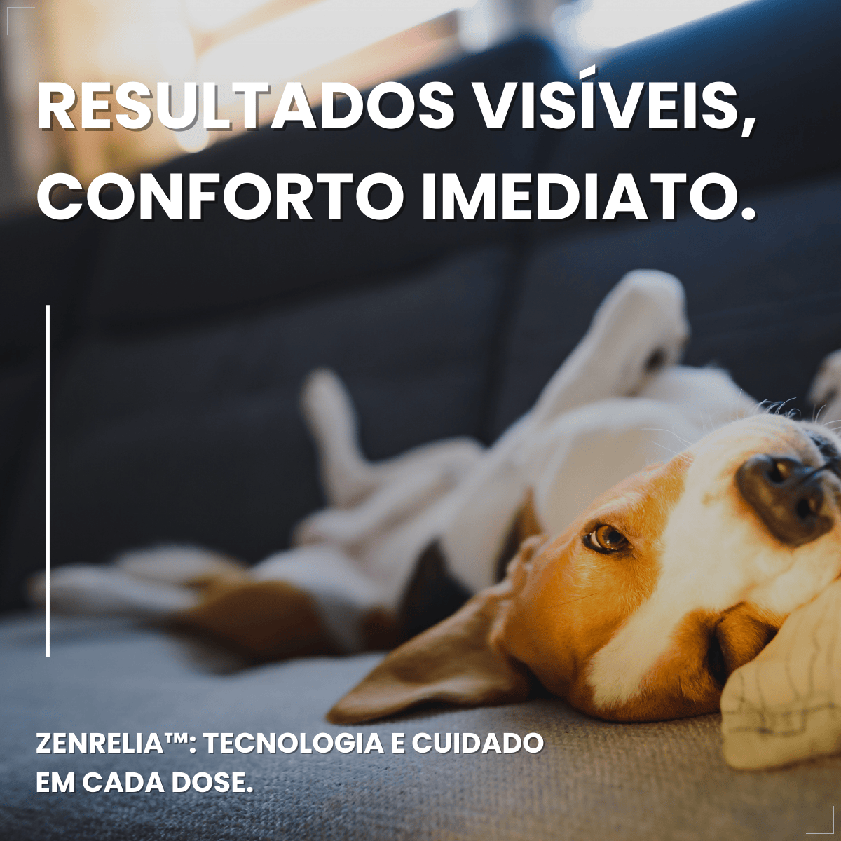 Zenrelia Comprimido Dermatológico Cães 15mg 30 Comprimidos