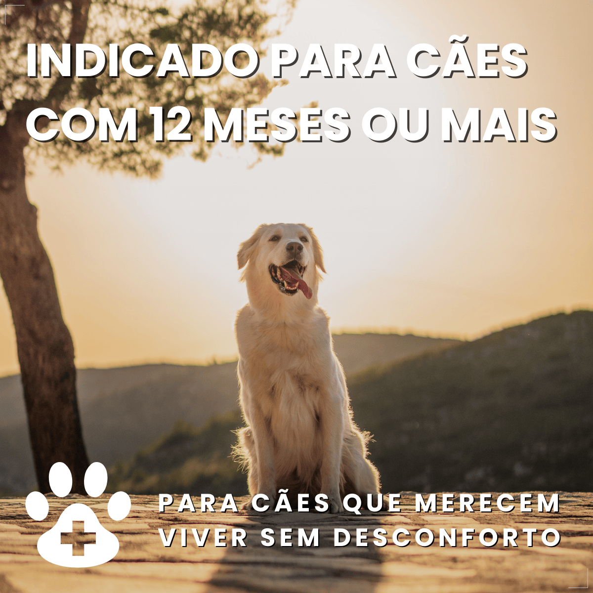 Zenrelia Comprimido Dermatológico Cães 15mg 30 Comprimidos