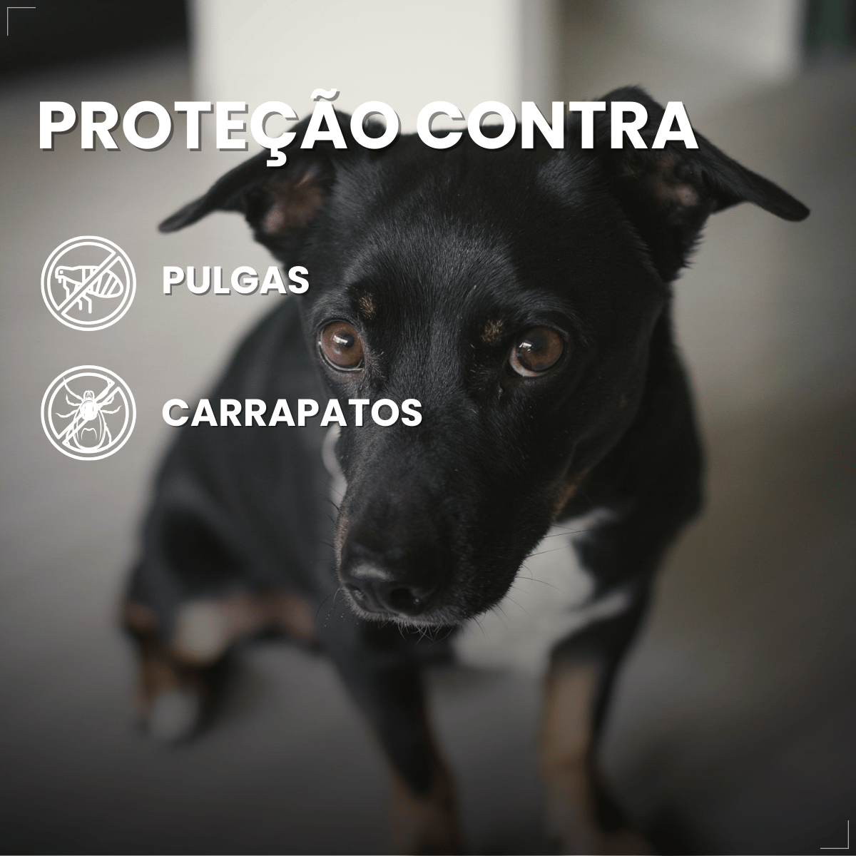 Coleira Antiparasitária World 56 cm para Cães