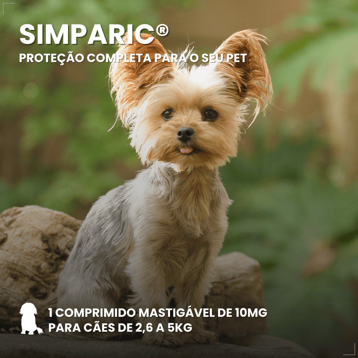 Zoetis Simparic 10 mg para Cães 2,6 a 5 Kg 1comprimido pulgas e carrapatos