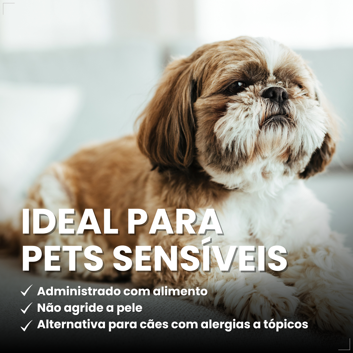 Zoetis Simparic 10 mg para Cães 2,6 a 5 Kg 1comprimido pulgas e carrapatos