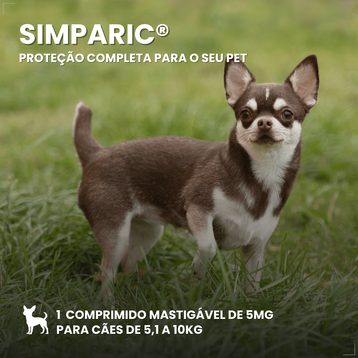 Zoetis Simparic 5 mg para Cães 1,3 a 2,5Kg 1 comprimido pulgas e carrapatos