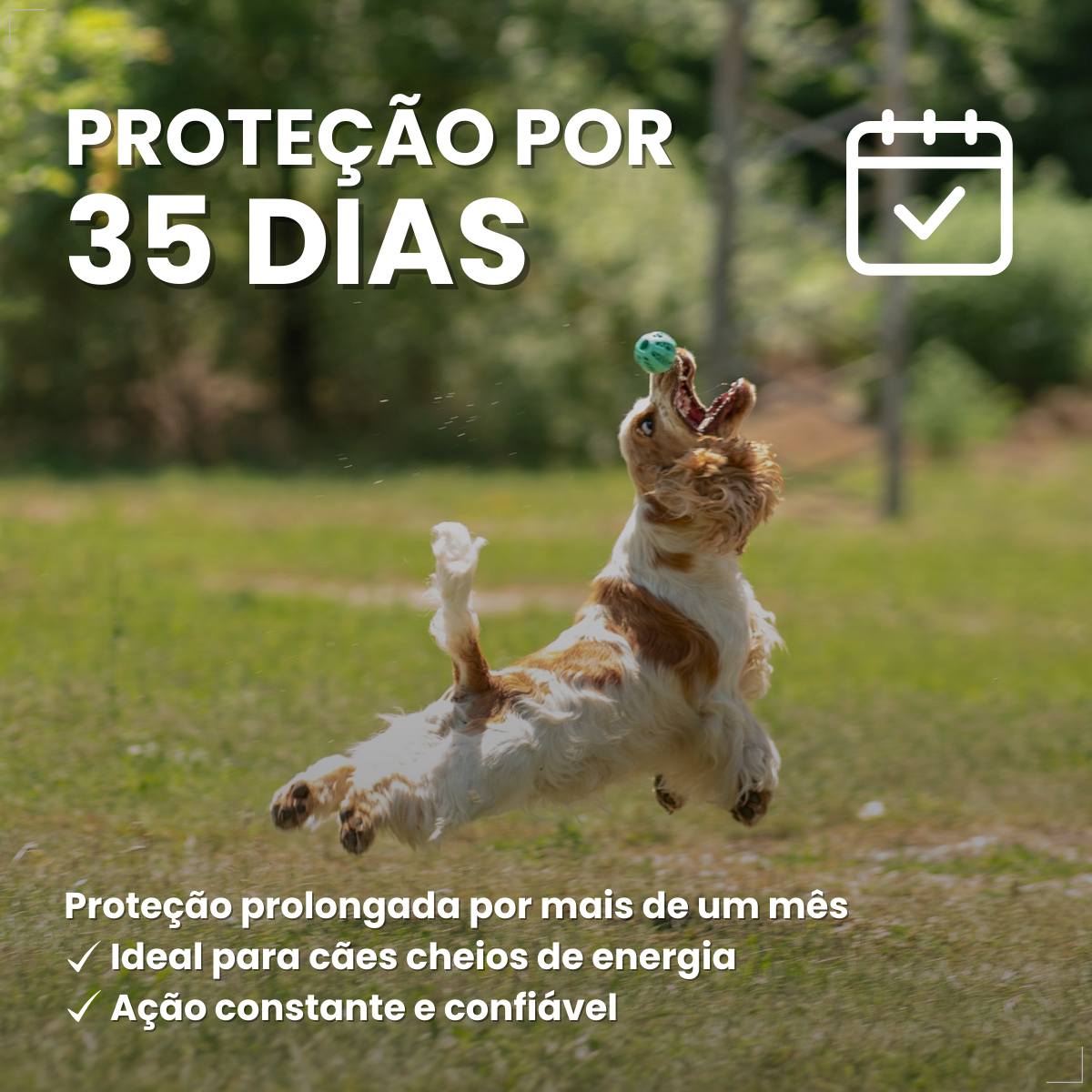 Zoetis Simparic 5 mg para Cães 1,3 a 2,5Kg 1 comprimido pulgas e carrapatos
