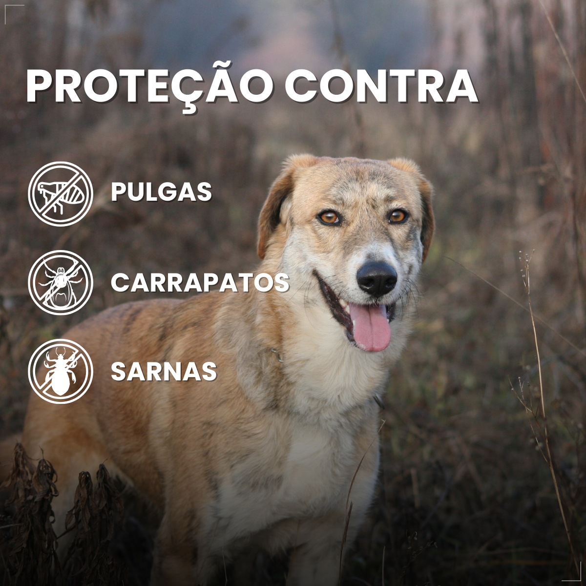 Zoetis Simparic 80 mg para Cães 20,1 a 40 Kg 3 comp