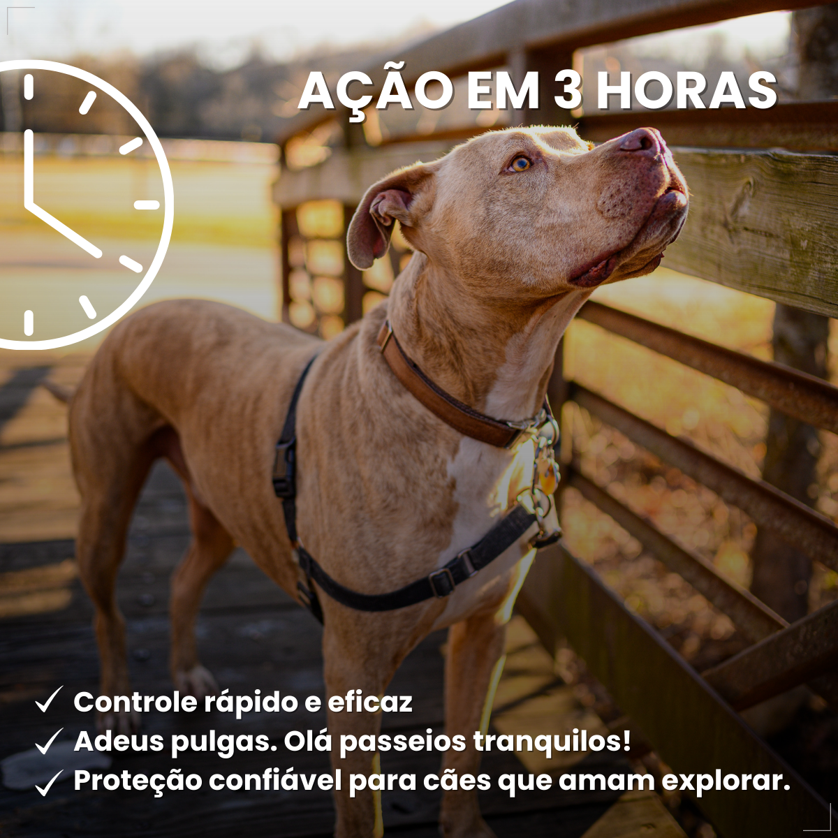 Zoetis Simparic 80 mg para Cães 20,1 a 40 Kg 3 comp