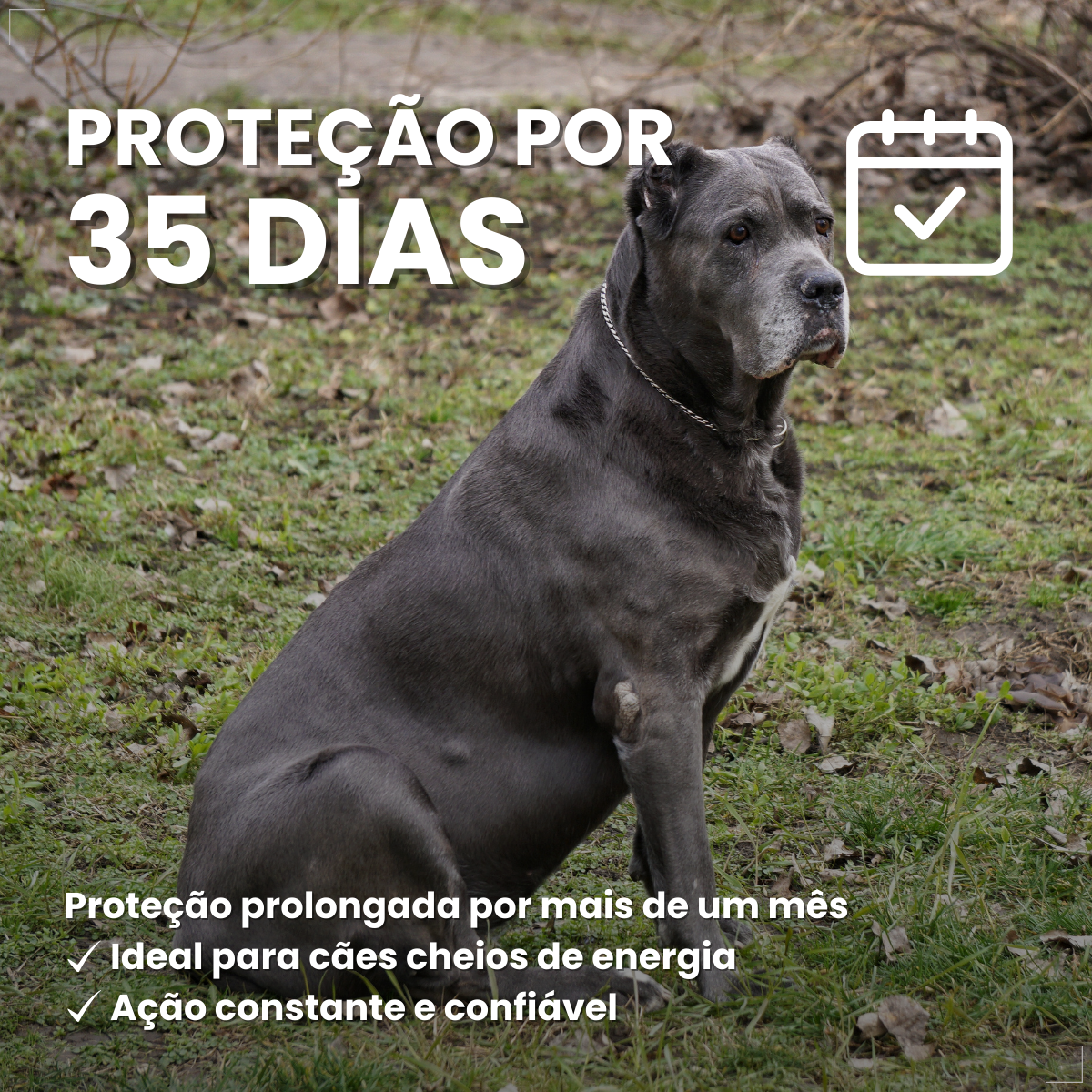 Zoetis Simparic 80 mg para Cães 20,1 a 40 Kg 3 comp