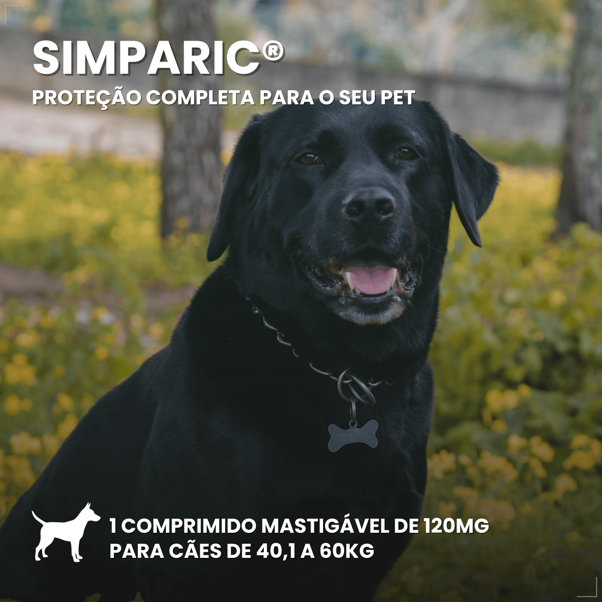 Simparic 120mg 1 Comprimido Cães 40,1 - 60kg Zoetis