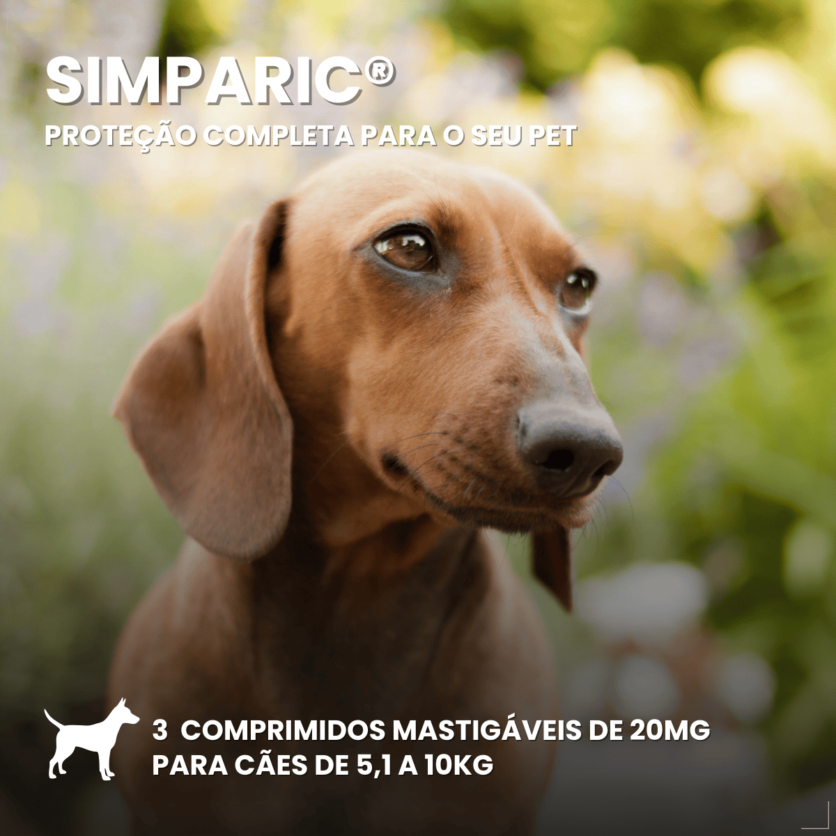 Antipulgas Zoetis Simparic 20mg Cães De 5,1kg A 10kg 3 Comp