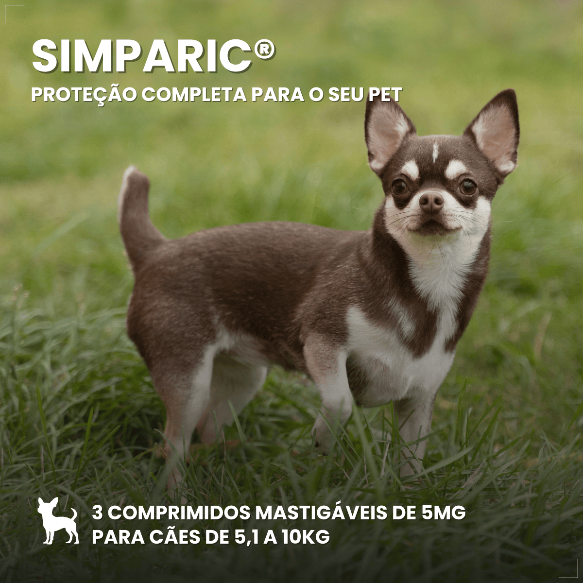 Zoetis Simparic 5 mg para Cães 1,3 a 2,5Kg 3 comprimido pulgas e carrapatos