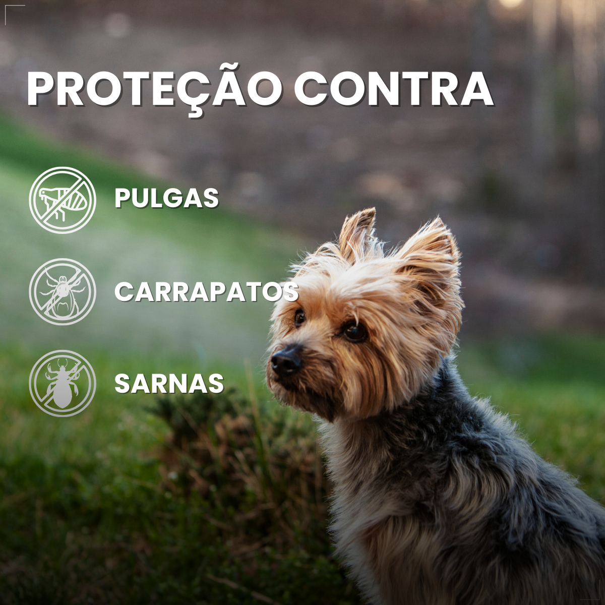 Zoetis Simparic 5 mg para Cães 1,3 a 2,5Kg 3 comprimido pulgas e carrapatos