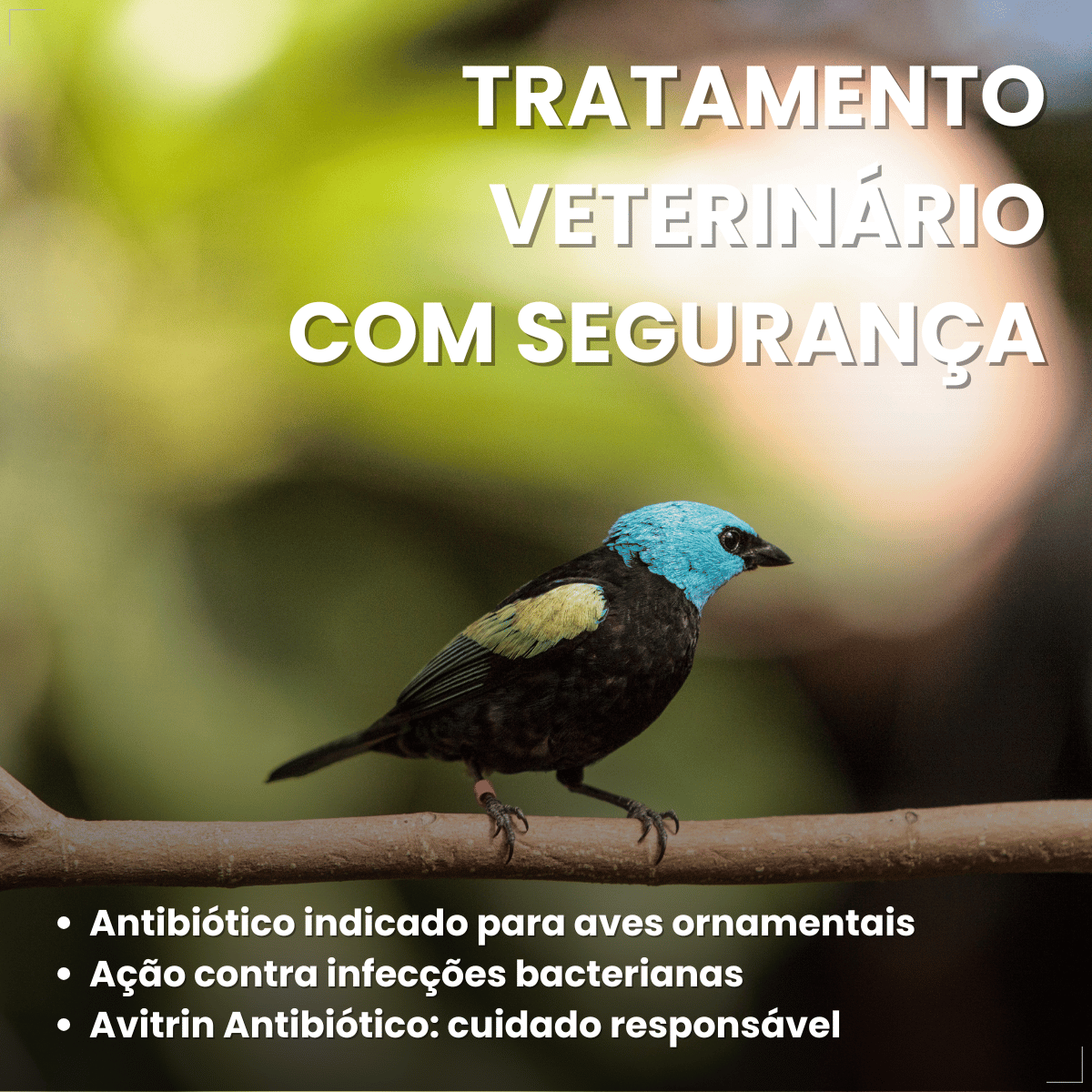Avitrin Antibiótico 10ml Aves E Pássaros Doentes Debilitados