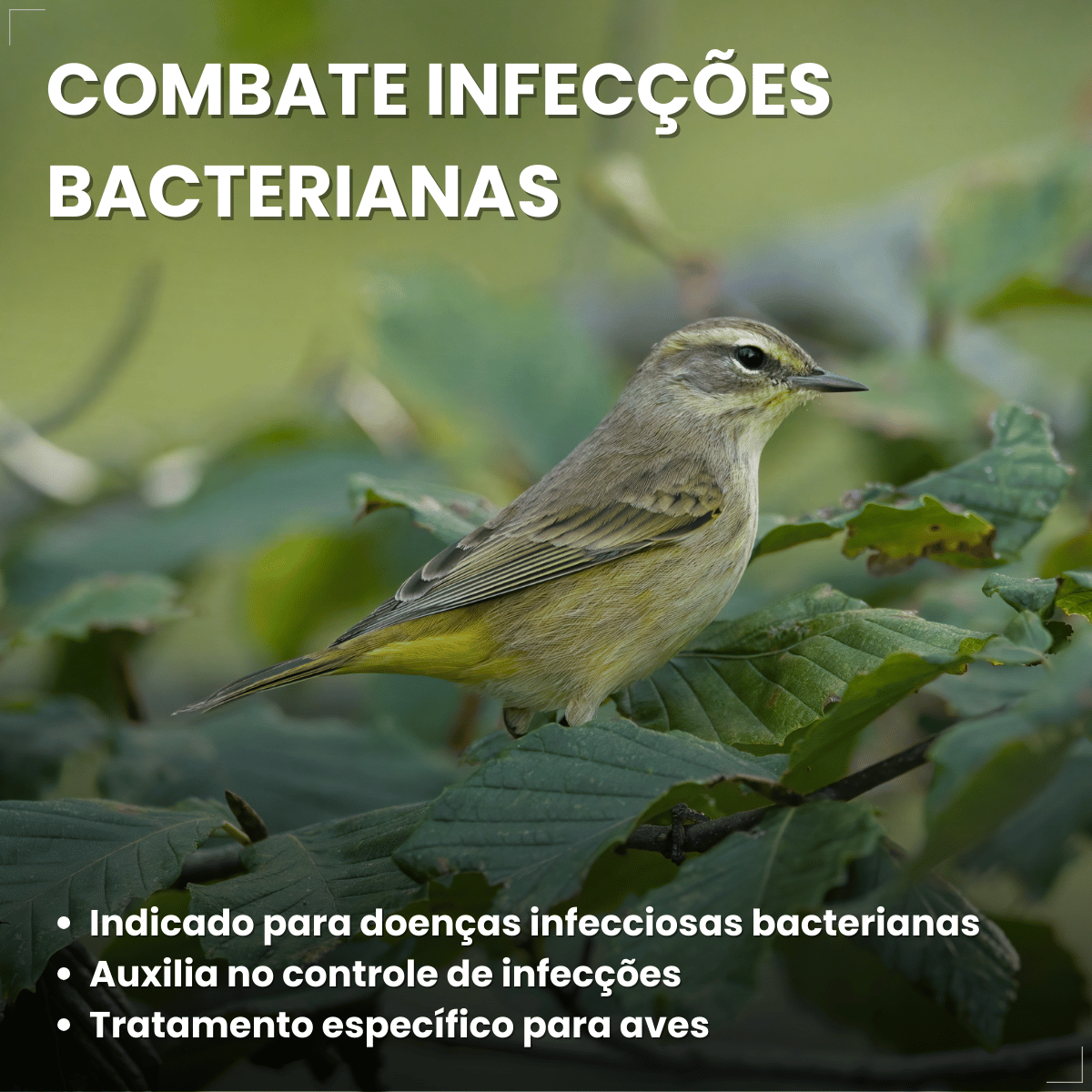 Avitrin Antibiótico 10ml Aves E Pássaros Doentes Debilitados