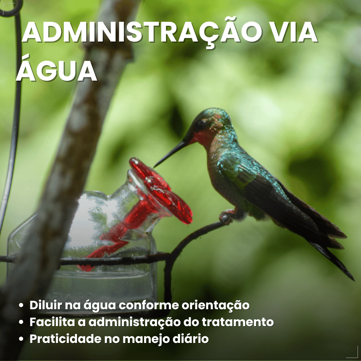 Avitrin Antibiótico 10ml Aves E Pássaros Doentes Debilitados