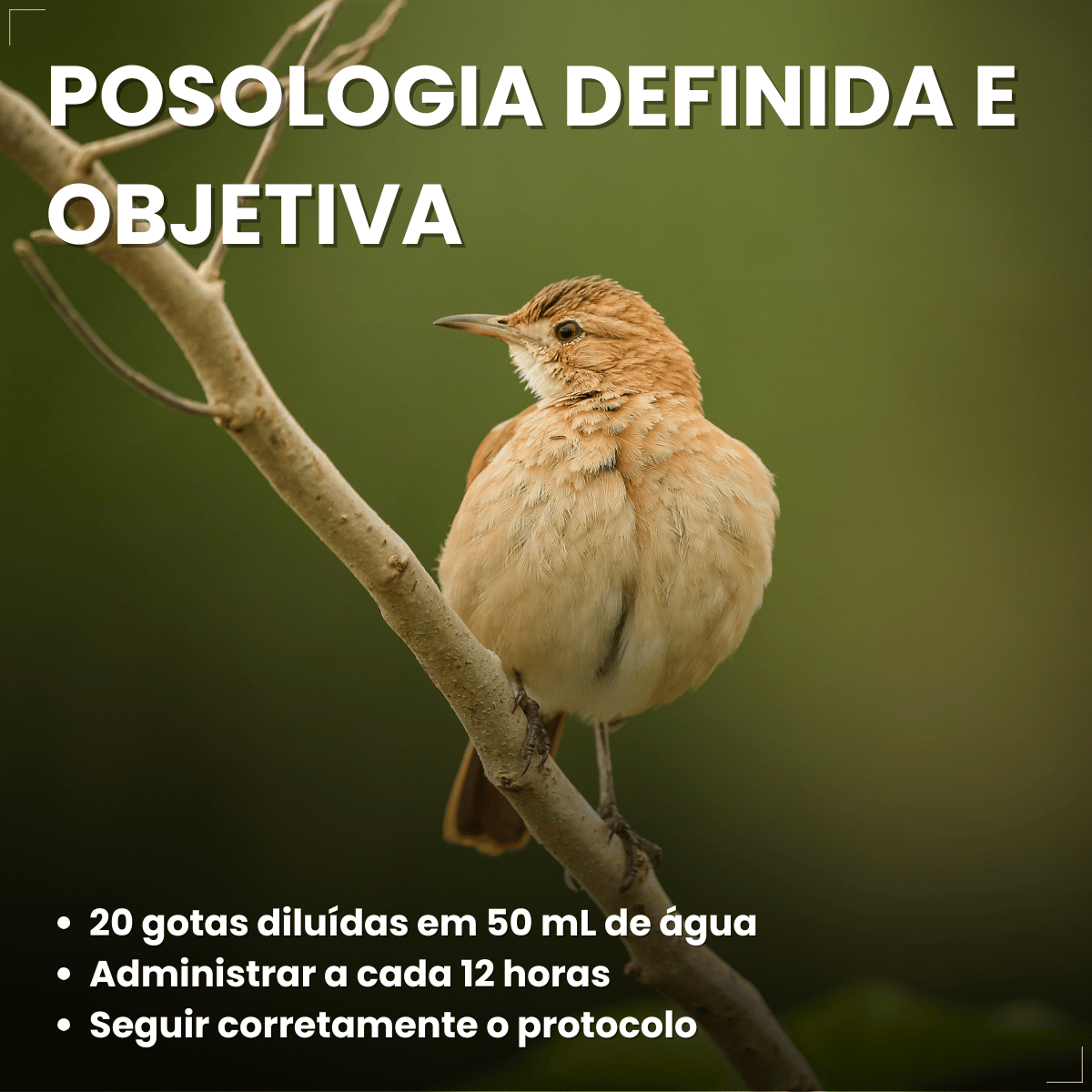 Avitrin Antibiótico 10ml Aves E Pássaros Doentes Debilitados