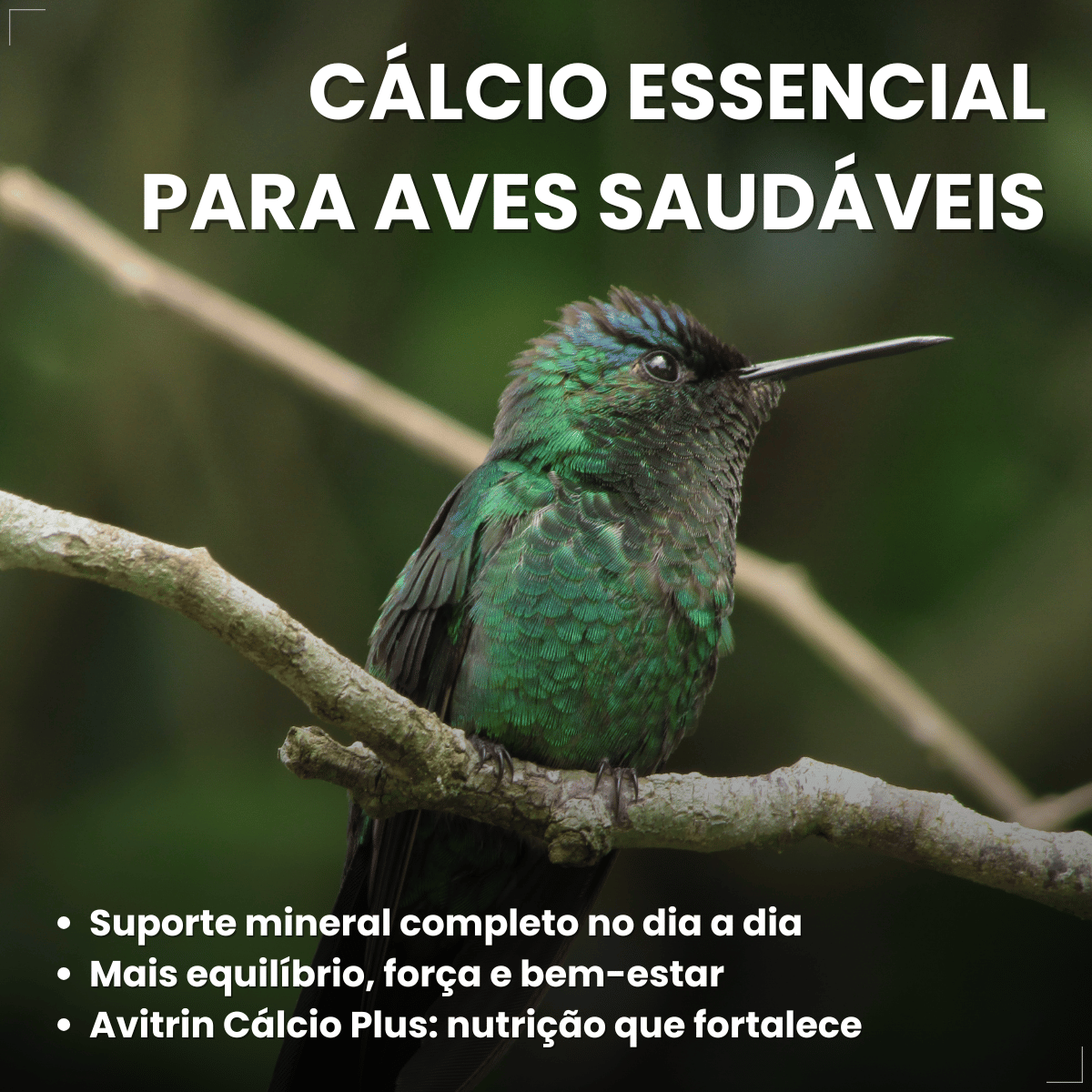 Avitrin Cálcio Plus 15ml Fraqueza Fortalece Ave Passaros