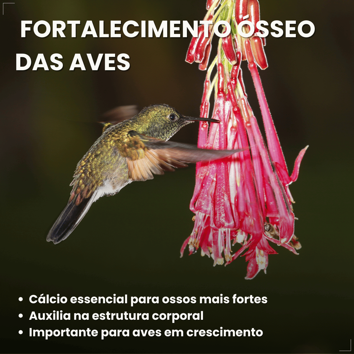Avitrin Cálcio Plus 15ml Fraqueza Fortalece Ave Passaros