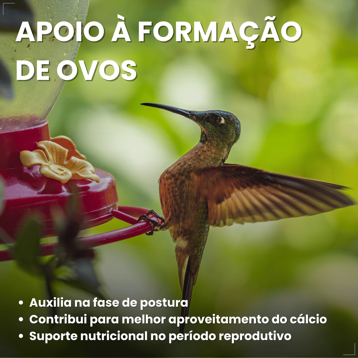 Avitrin Cálcio Plus 15ml Fraqueza Fortalece Ave Passaros