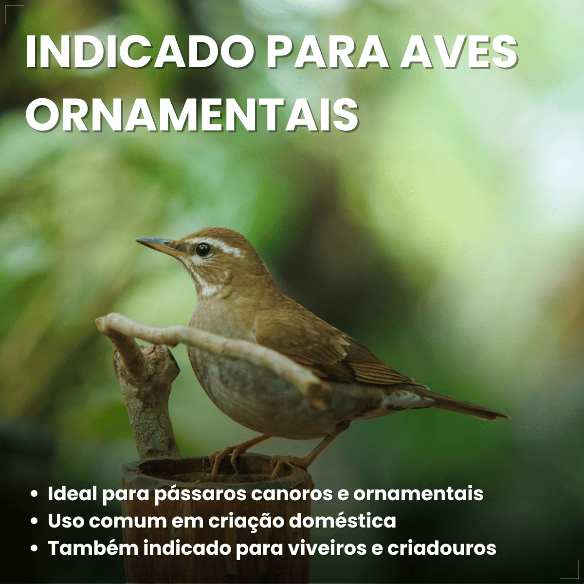 Avitrin Cálcio Plus 15ml Fraqueza Fortalece Ave Passaros
