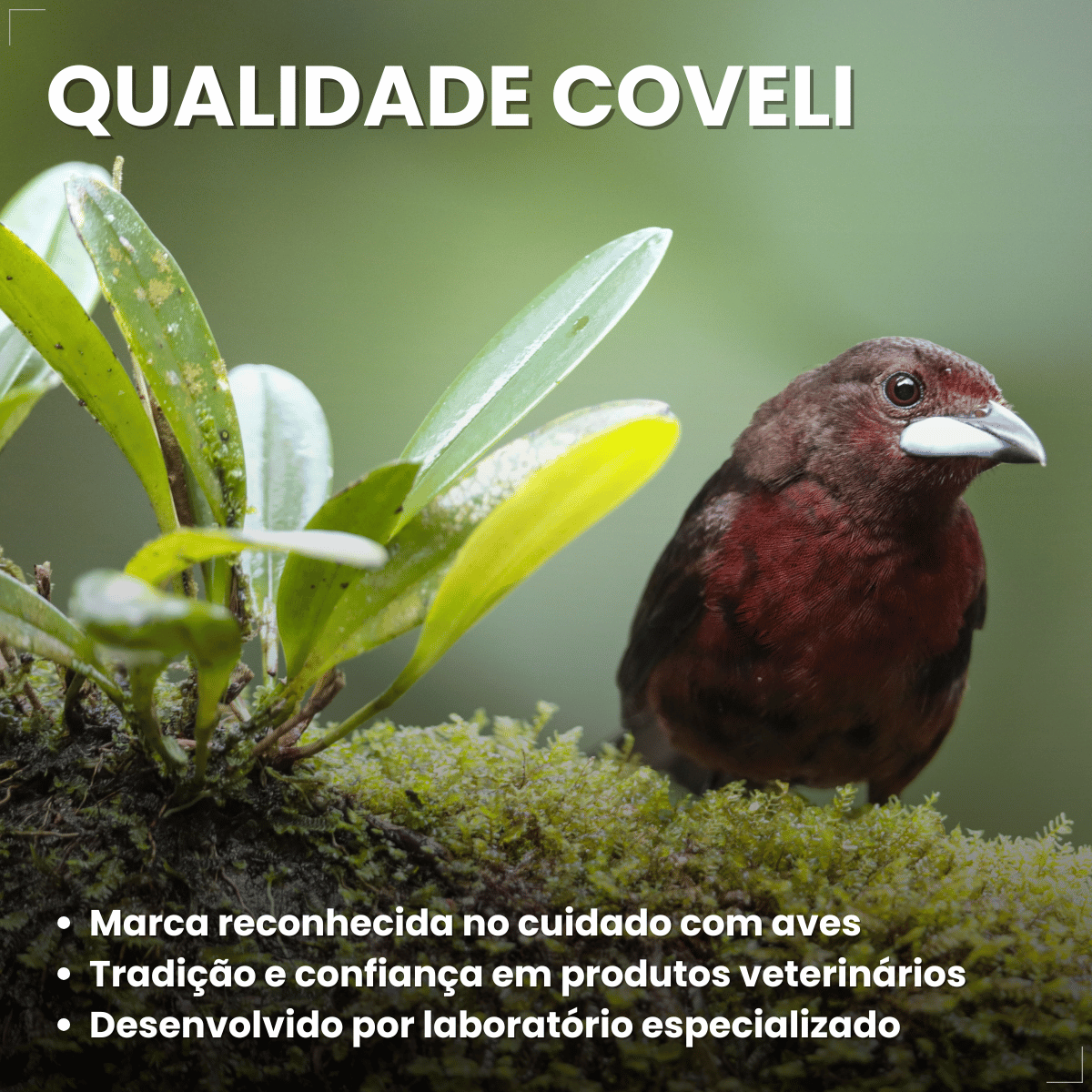 Avitrin Suplemento Vitamina Aves/passaros Canto 15ml Coveli