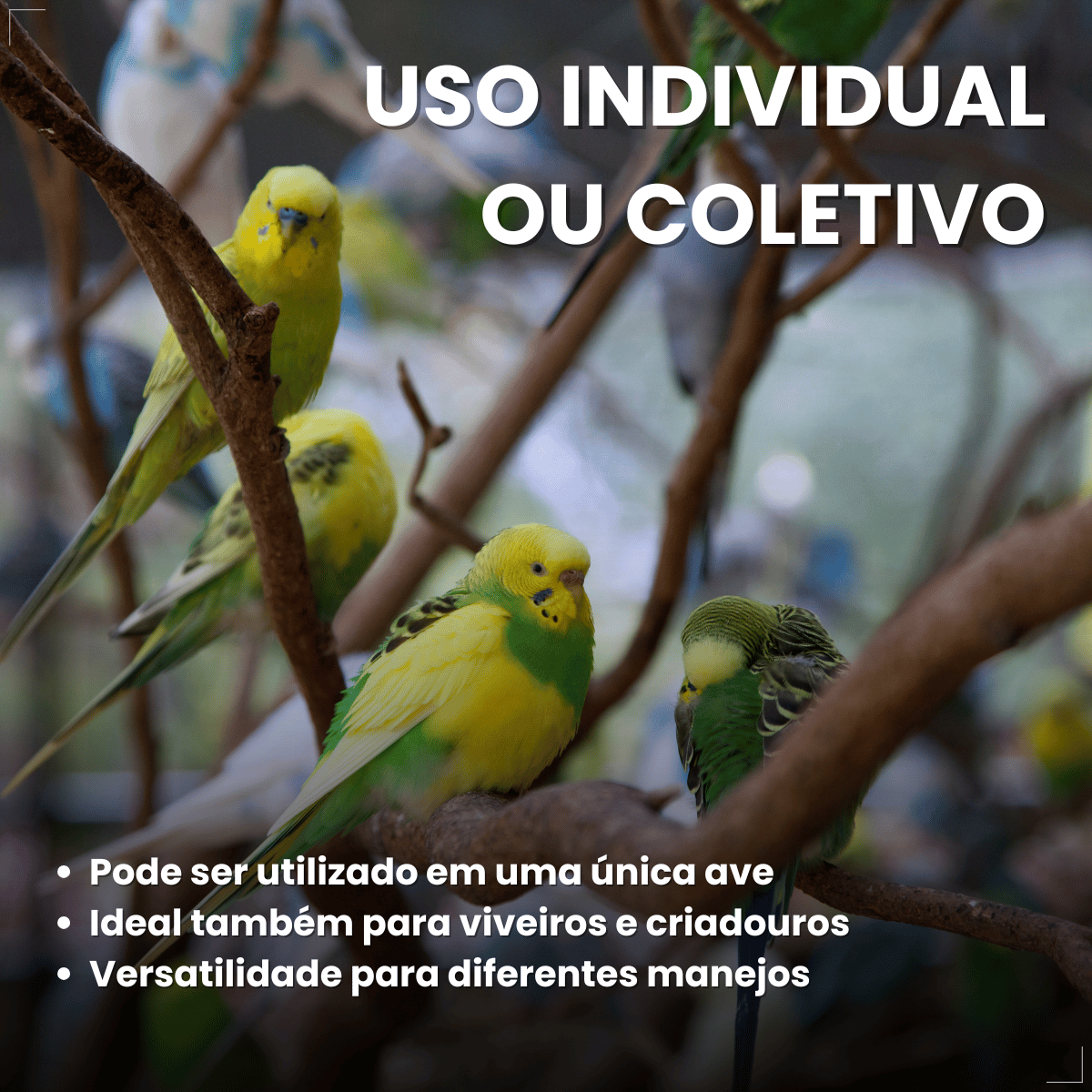 Avitrin Suplemento Vitamina Aves/passaros Canto 15ml Coveli