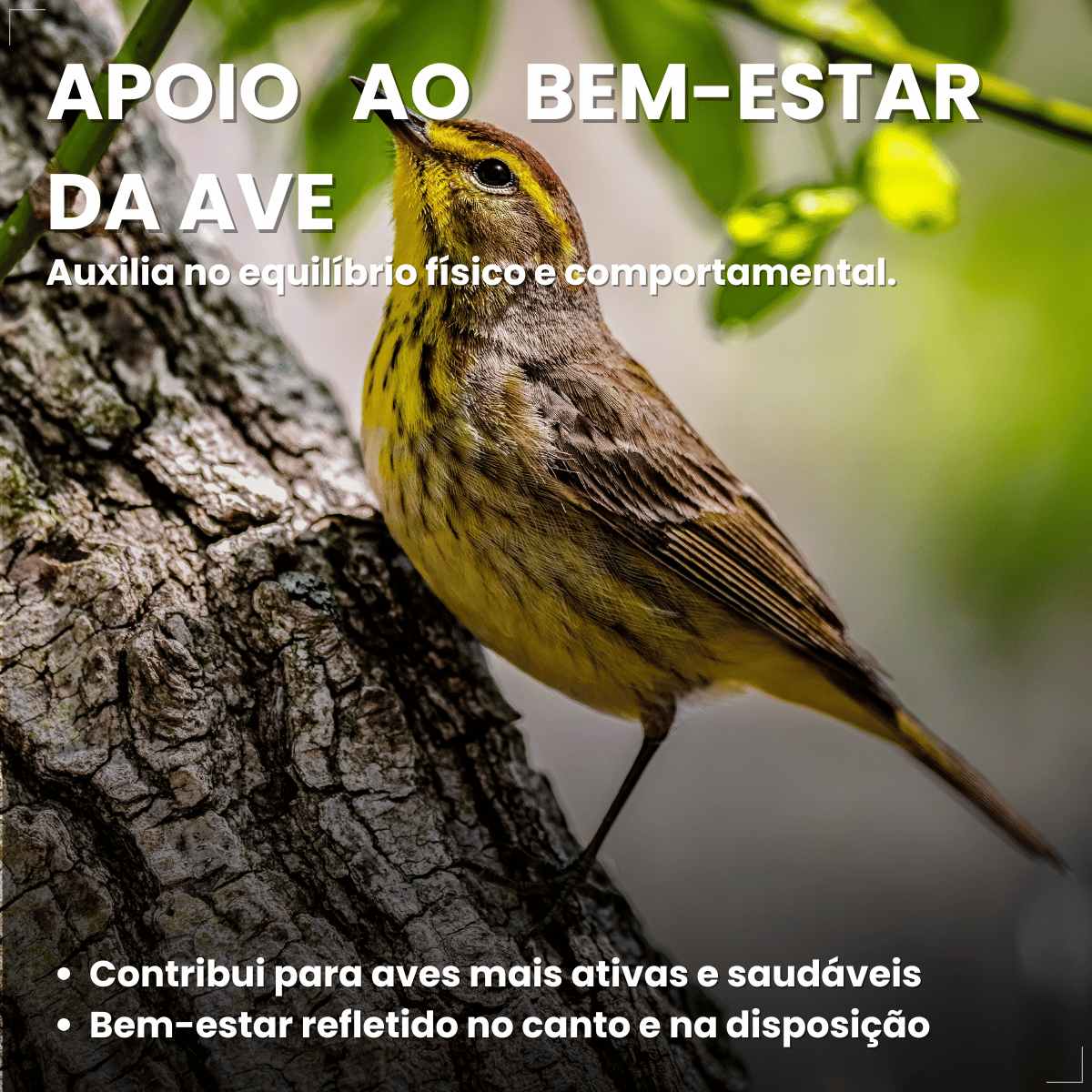 Avitrin Suplemento Vitamina Aves/passaros Canto 15ml Coveli