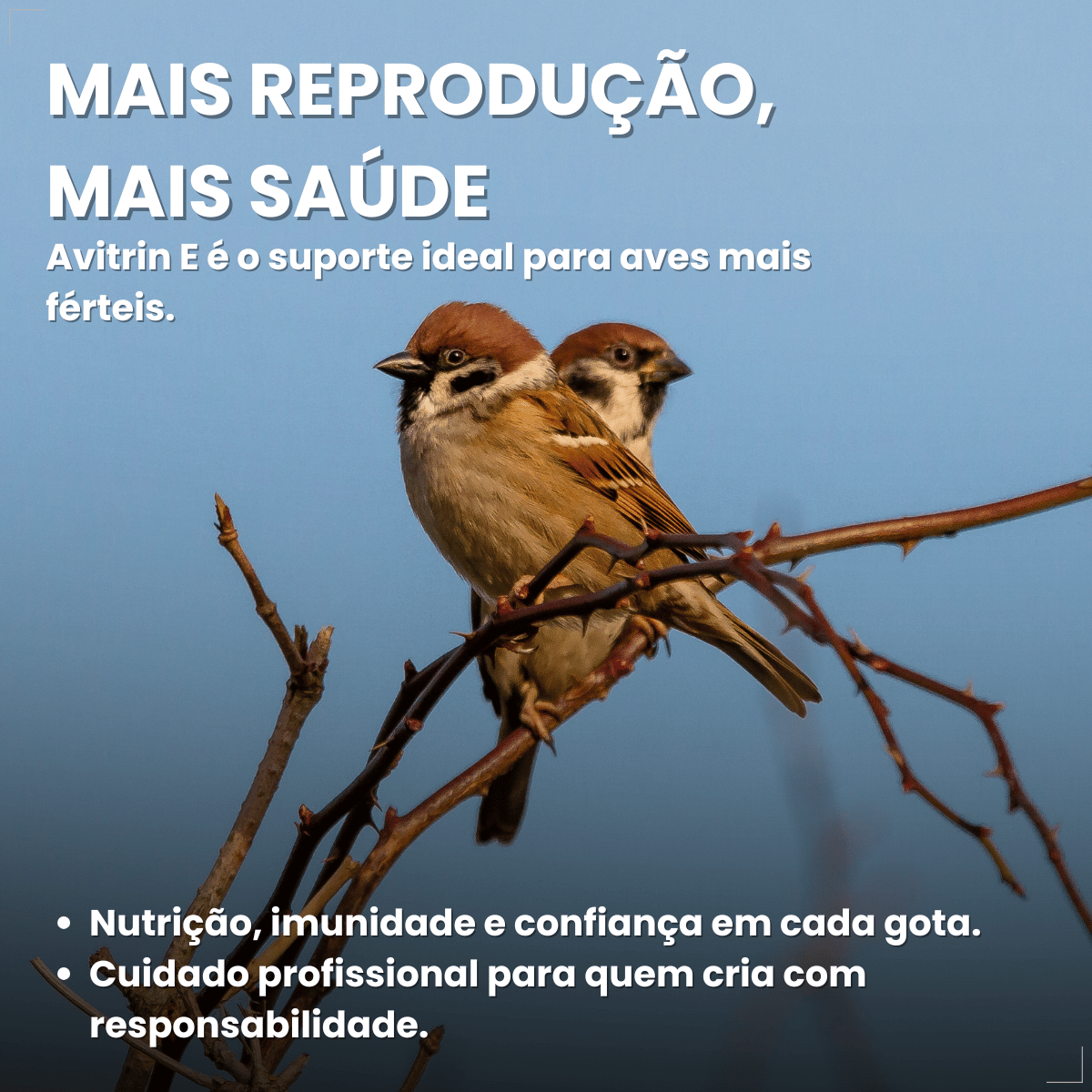 Avitrin E 15ml Vitamina Essencial Para Pássaros Reprodução