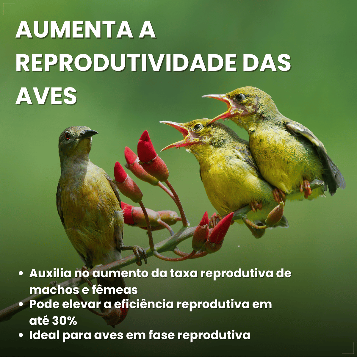 Avitrin E 15ml Vitamina Essencial Para Pássaros Reprodução