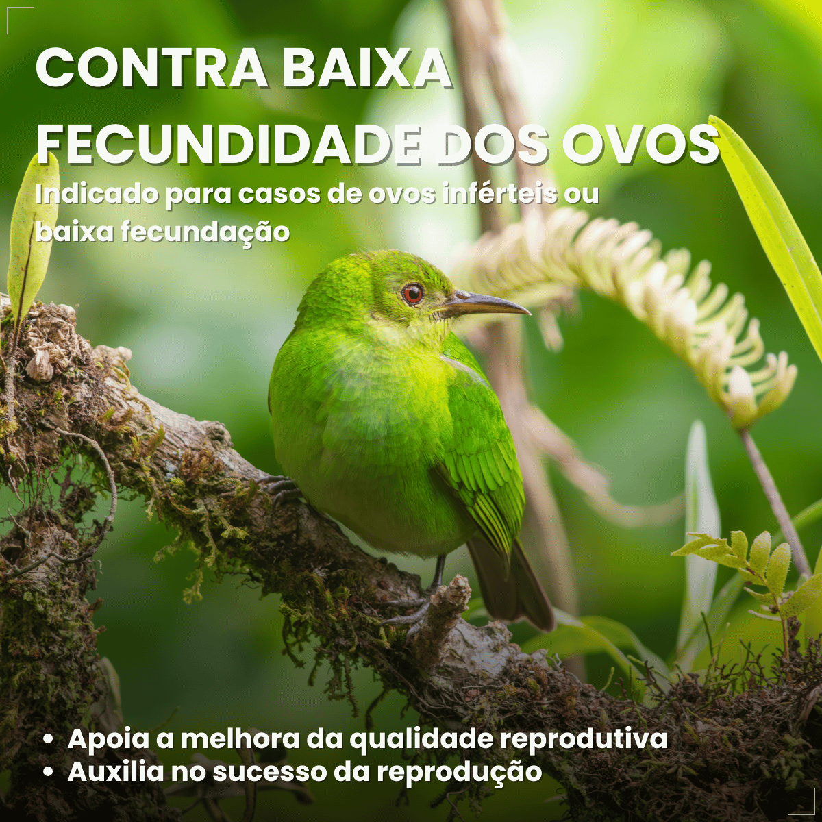 Avitrin E 15ml Vitamina Essencial Para Pássaros Reprodução