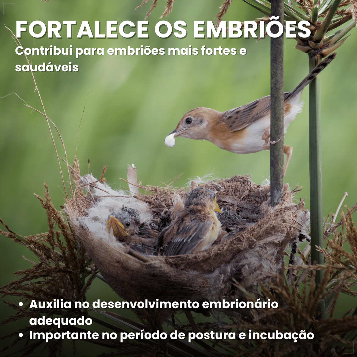 Avitrin E 15ml Vitamina Essencial Para Pássaros Reprodução