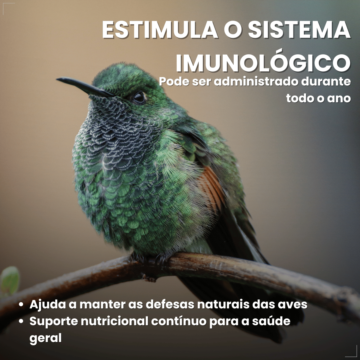 Avitrin E 15ml Vitamina Essencial Para Pássaros Reprodução