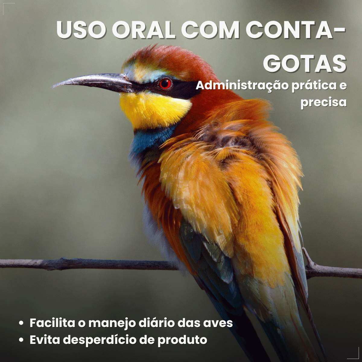Avitrin E 15ml Vitamina Essencial Para Pássaros Reprodução