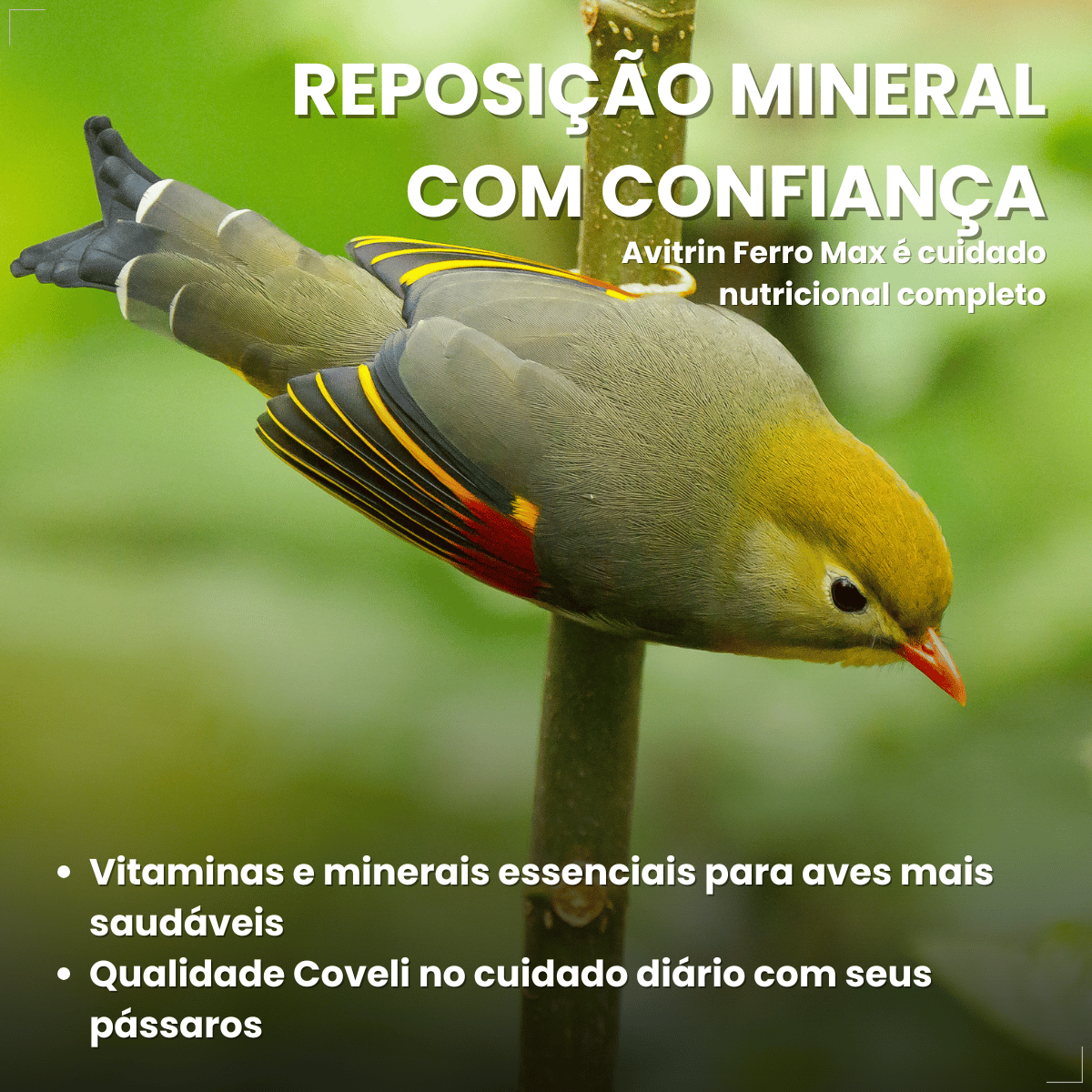 Avitrin Ferro Max 15ml Suplemento Vitaminico Para Aves