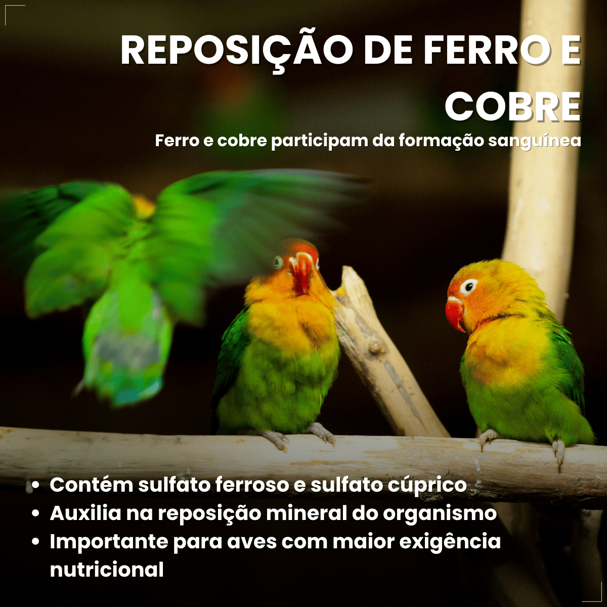 Avitrin Ferro Max 15ml Suplemento Vitaminico Para Aves