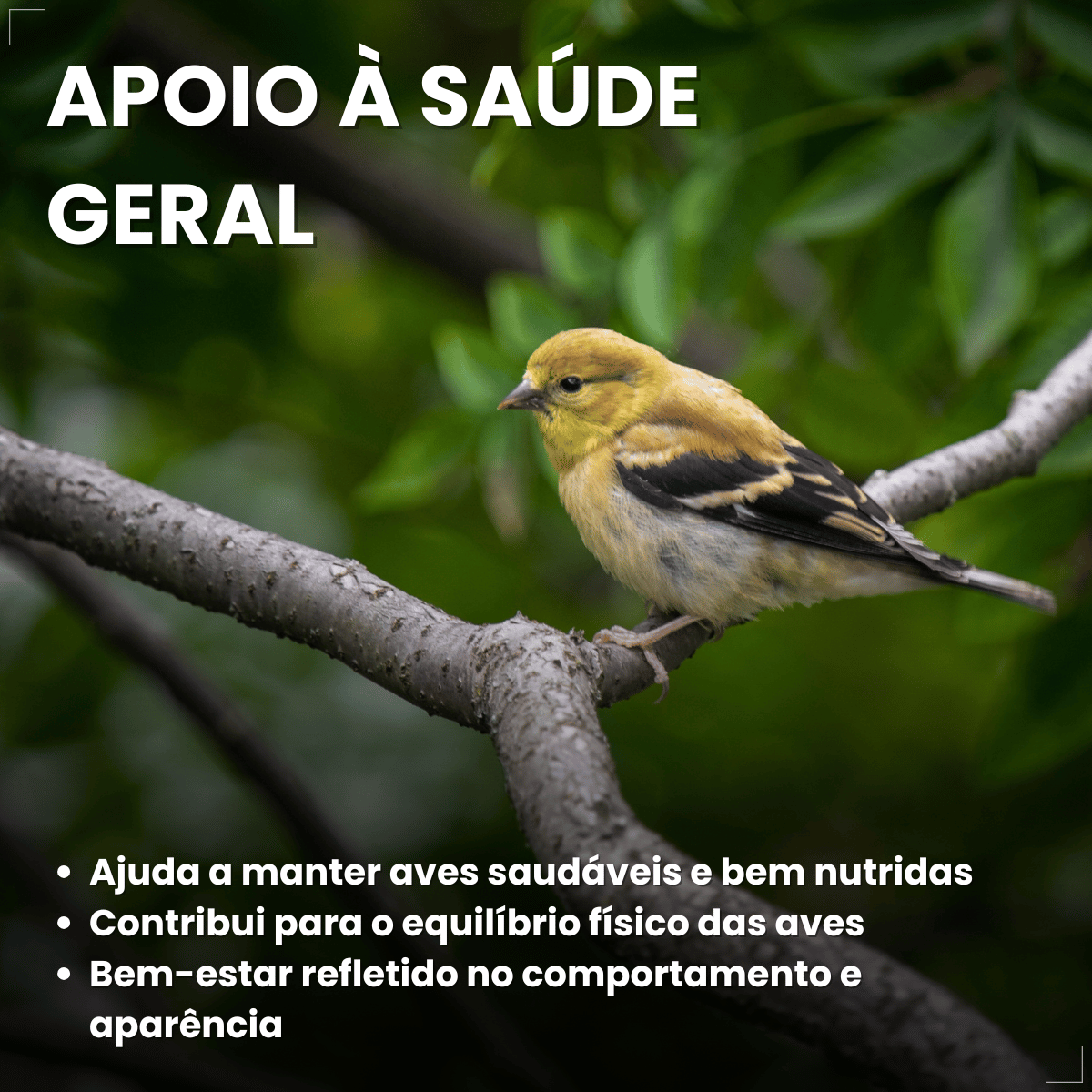Avitrin Ferro Max 15ml Suplemento Vitaminico Para Aves