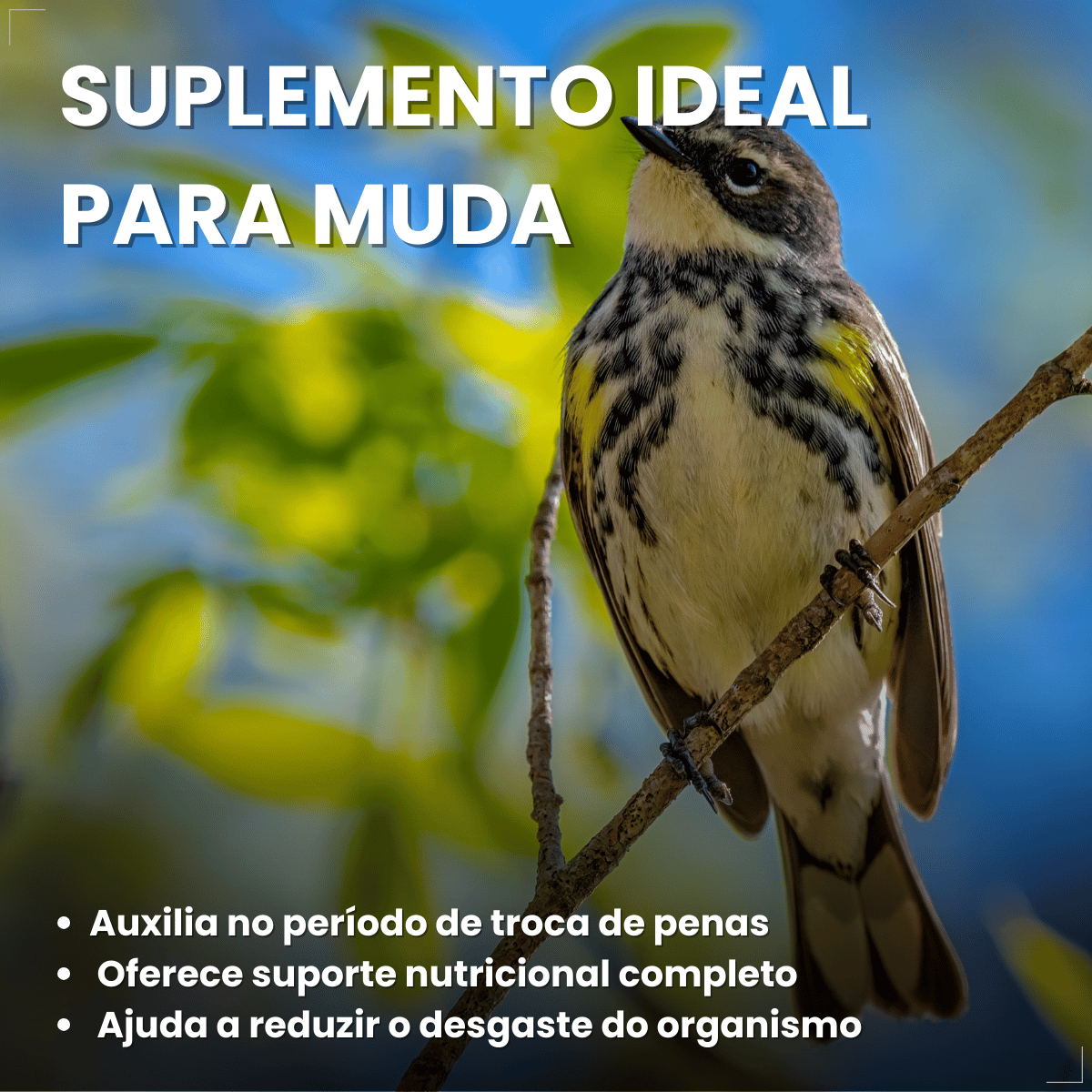 Avitrin Muda 15ml Coveli para aves e pássaros ornamentais