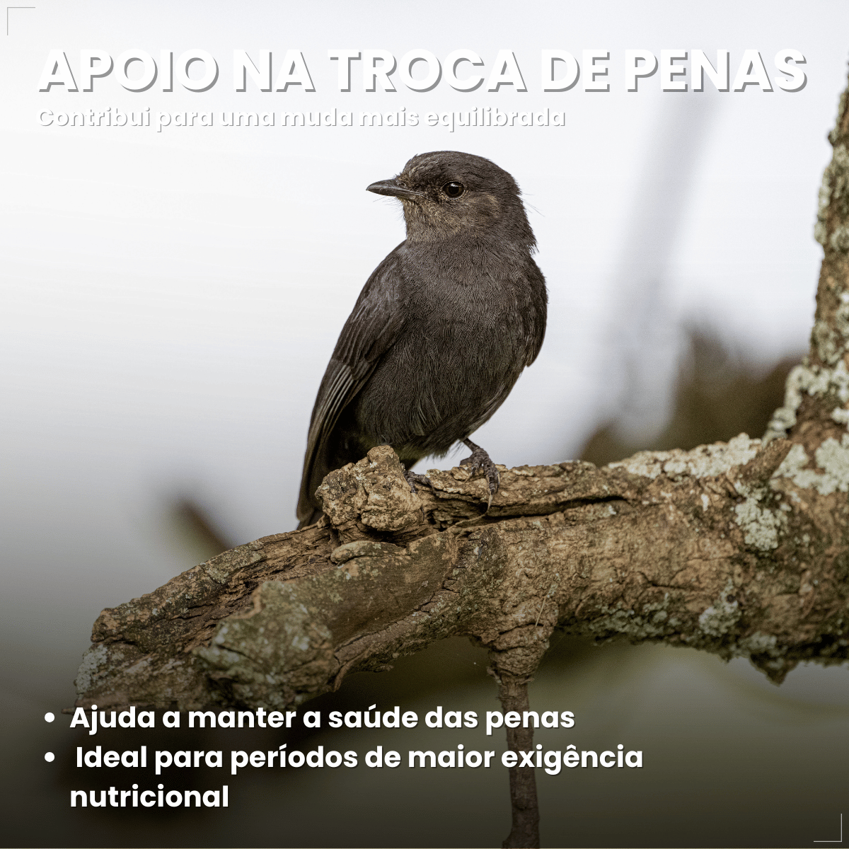 Avitrin Muda 15ml Coveli para aves e pássaros ornamentais