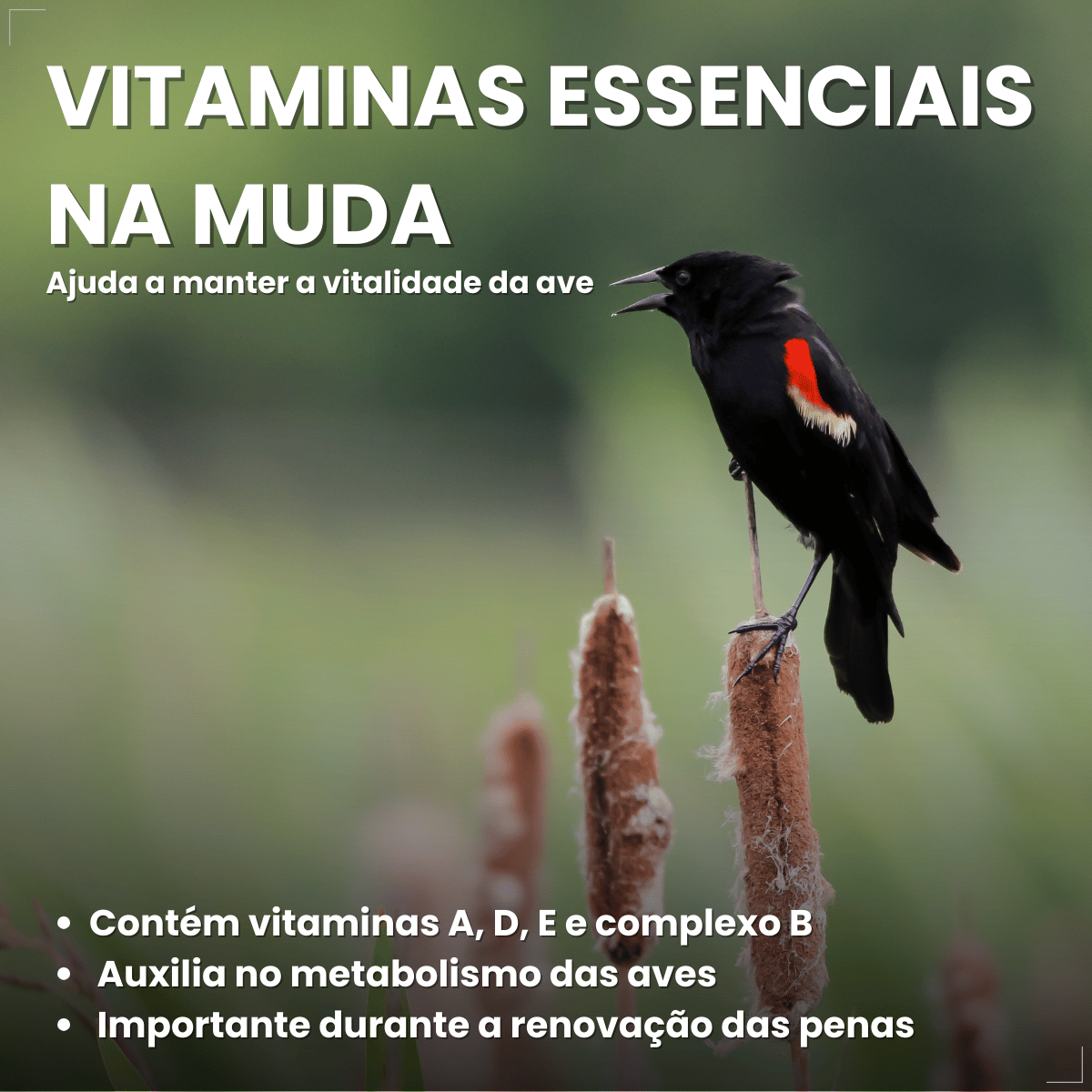 Avitrin Muda 15ml Coveli para aves e pássaros ornamentais