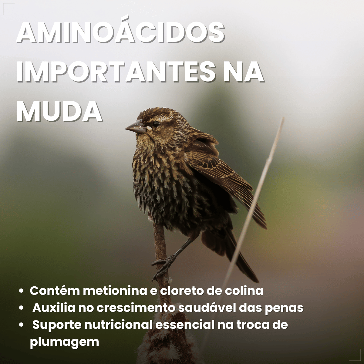 Avitrin Muda 15ml Coveli para aves e pássaros ornamentais