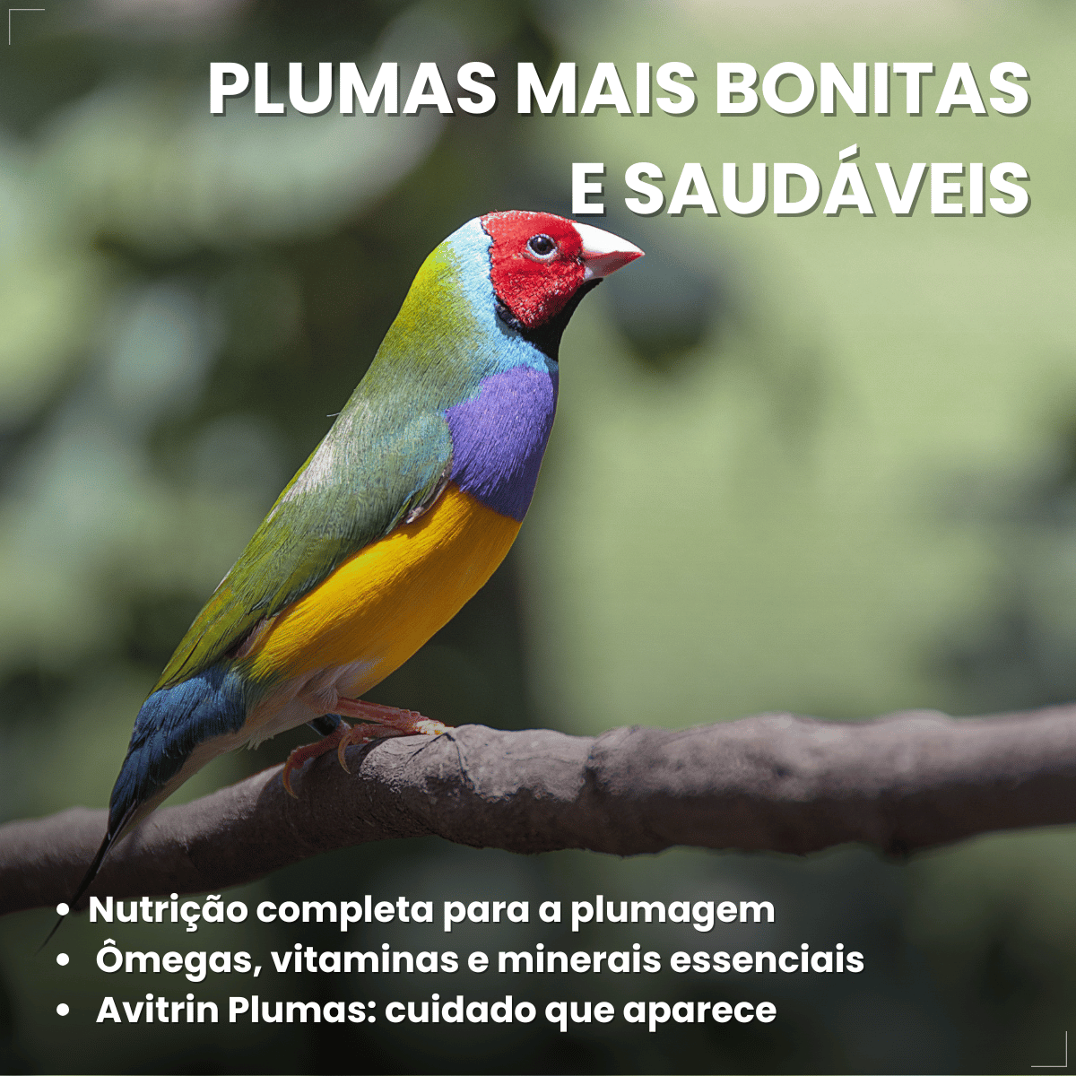 Avitrin Plumas Suplemento para Pássaros 15 ml