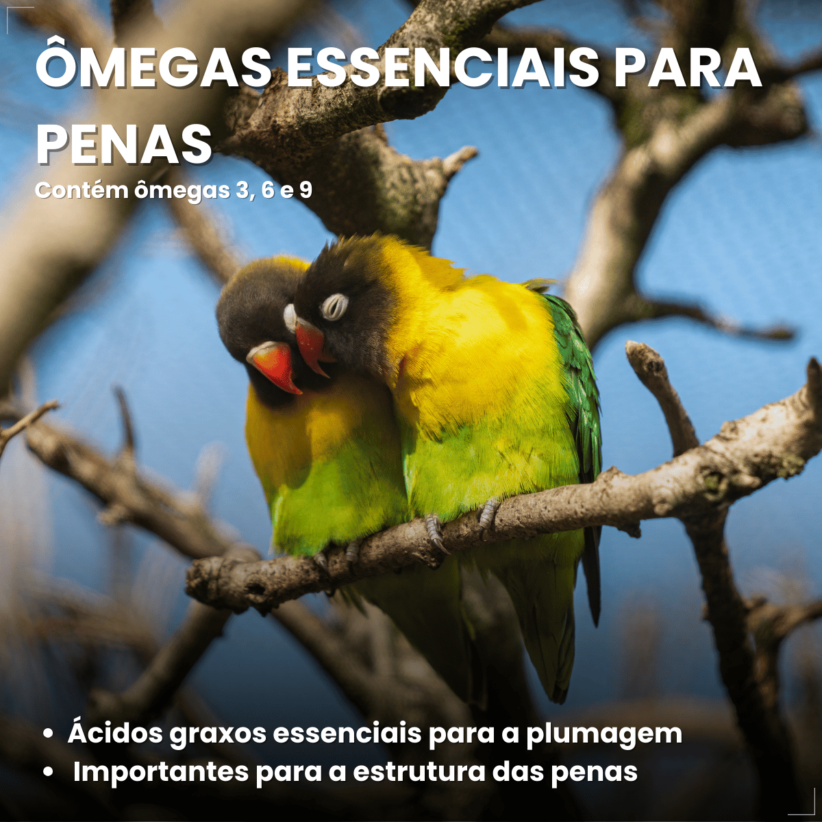 Avitrin Plumas Suplemento para Pássaros 15 ml