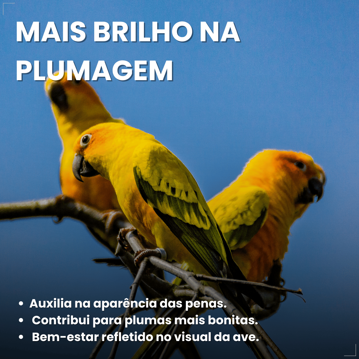 Avitrin Plumas Suplemento para Pássaros 15 ml