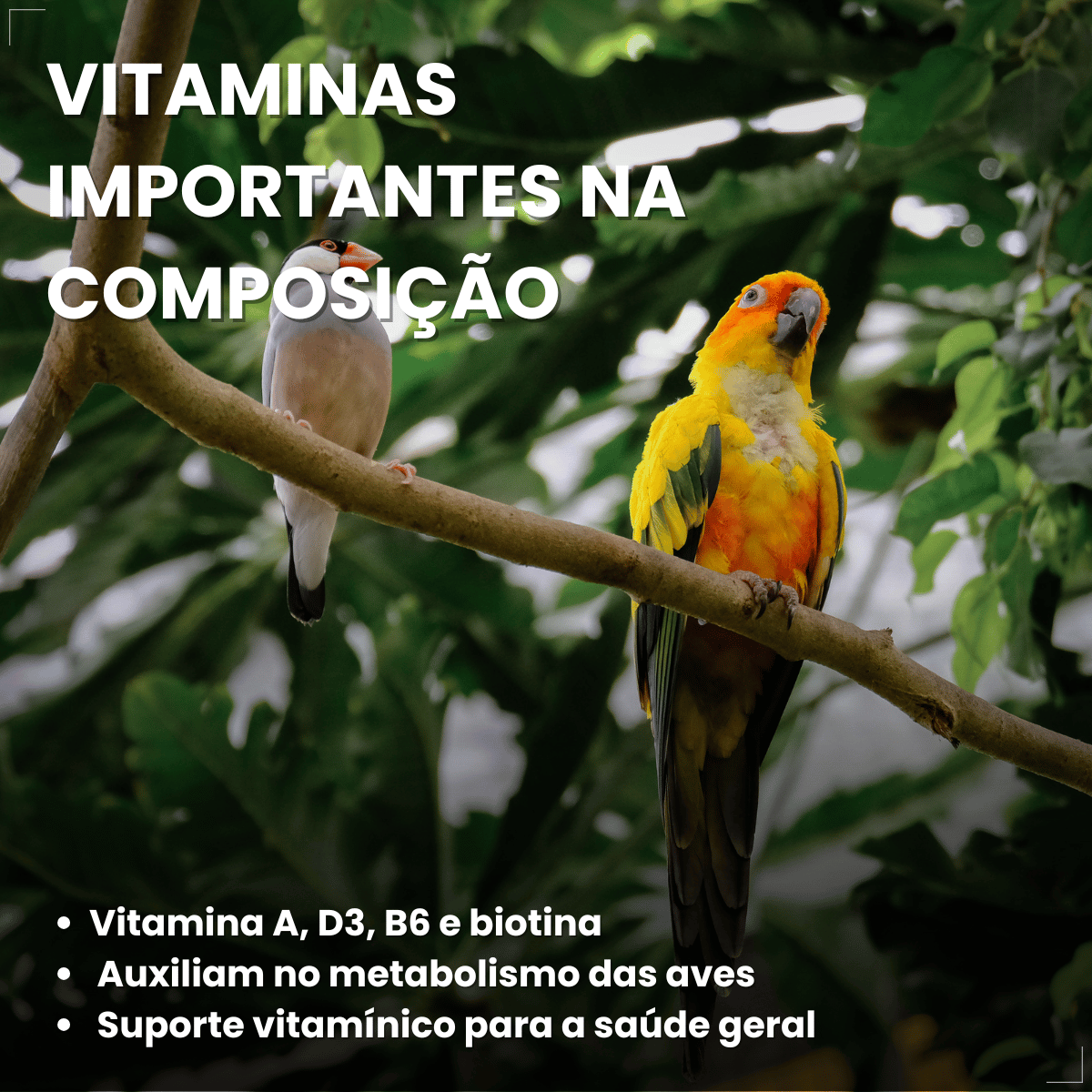 Avitrin Plumas Suplemento para Pássaros 15 ml