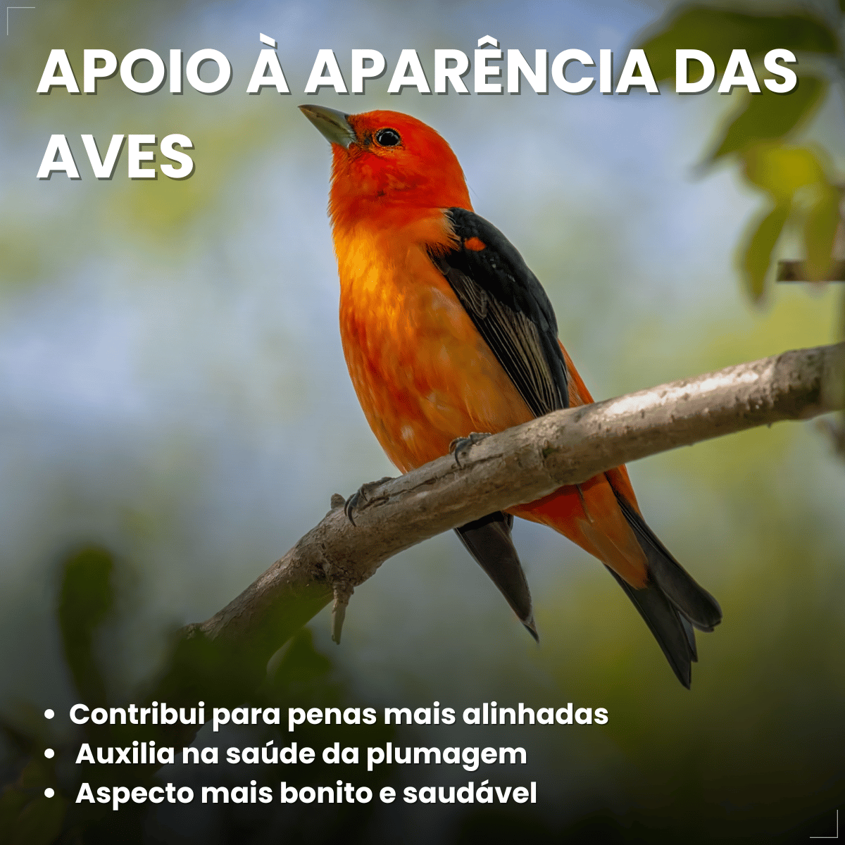 Avitrin Plumas Suplemento para Pássaros 15 ml