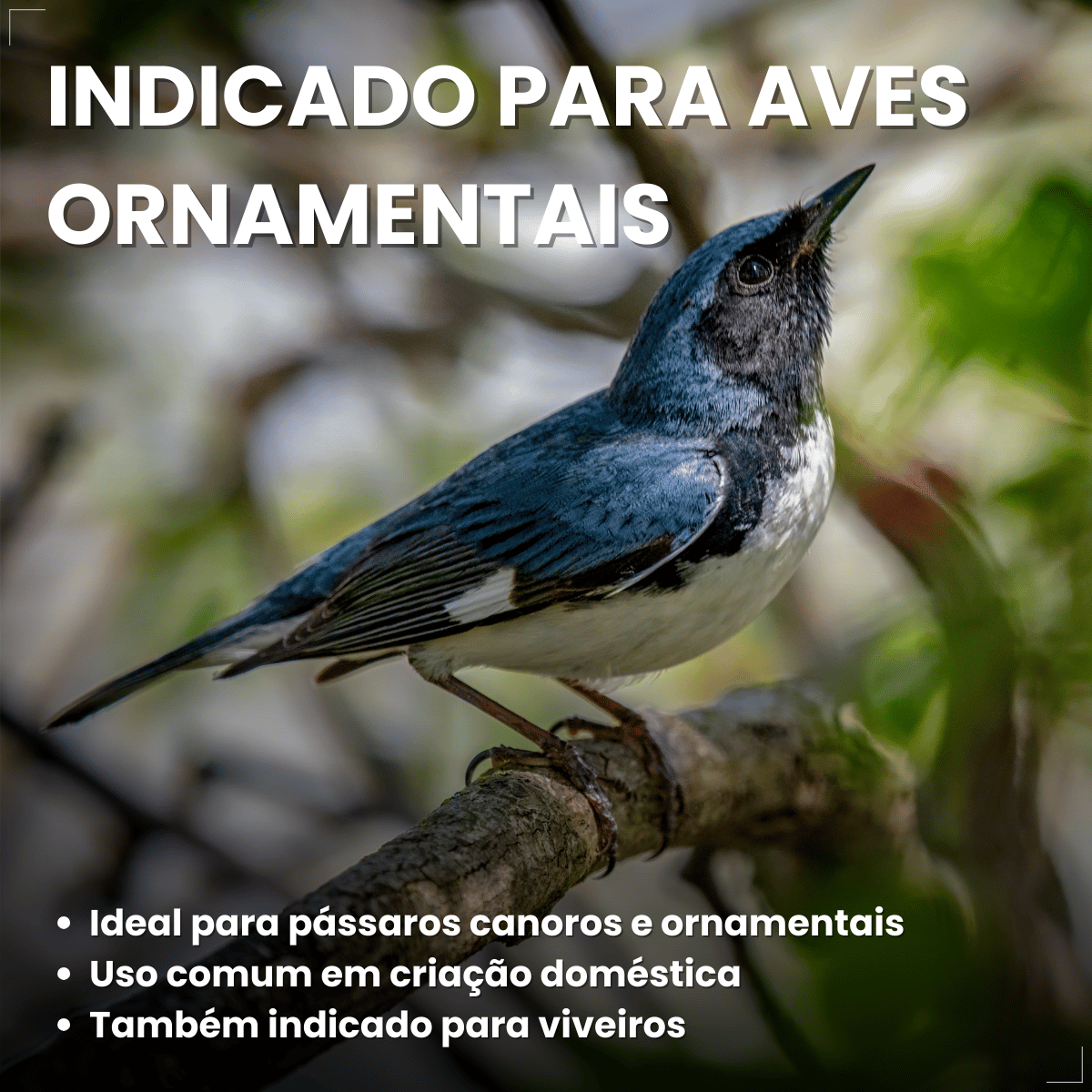 Avitrin Ps 15ml Coveli para pássaros