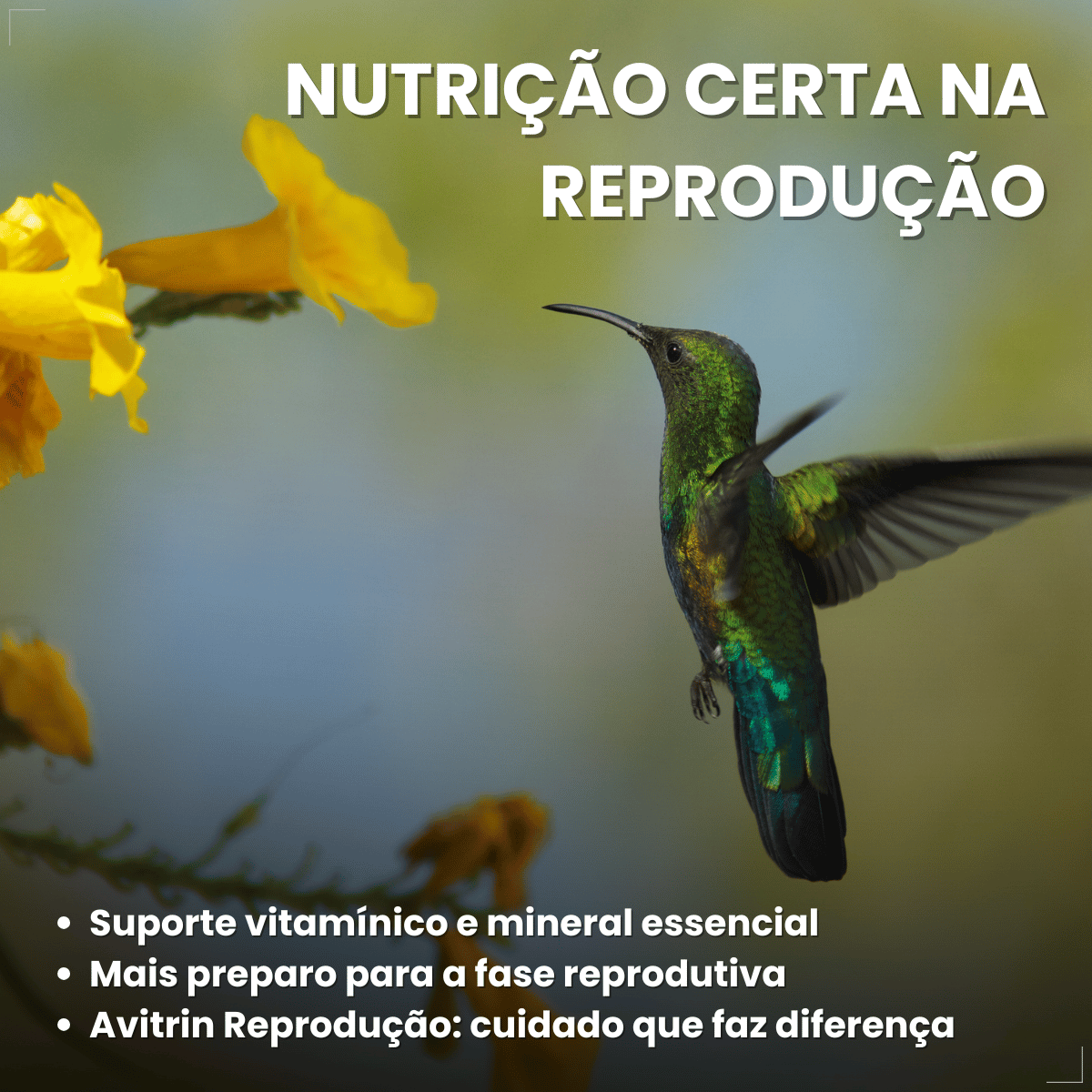 Suplemento Vitamínico Avitrin Reprodução Coveli - 15ml