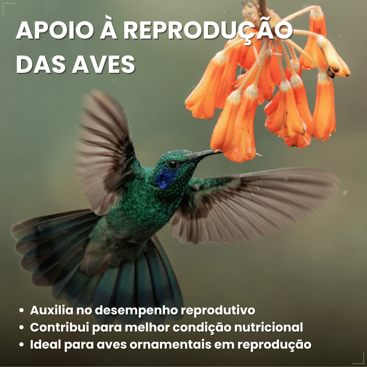 Suplemento Vitamínico Avitrin Reprodução Coveli - 15ml