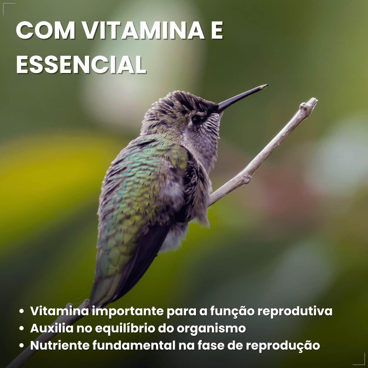 Suplemento Vitamínico Avitrin Reprodução Coveli - 15ml