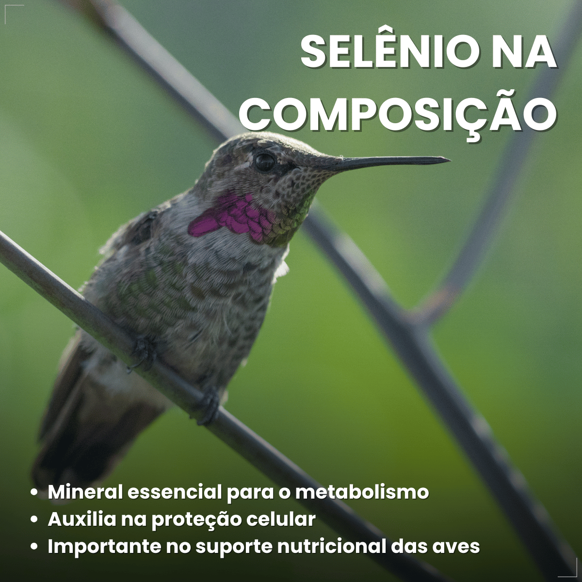 Suplemento Vitamínico Avitrin Reprodução Coveli - 15ml